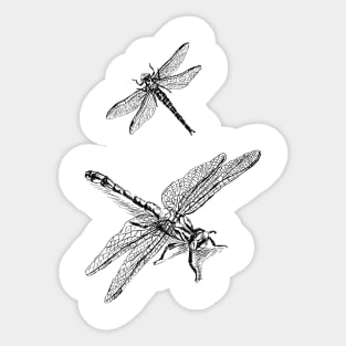 Dragonflies Print Sticker